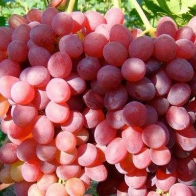 Виноград КИШМИШ КРАСНЫЙ в Мичуринске