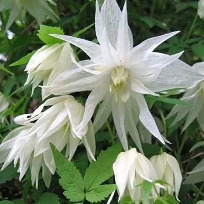 Княжик АЛЬБИНА ПЛЕНА белый махровый в Мичуринске