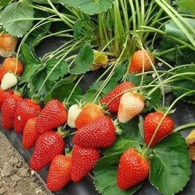Клубника РОКСАНА в Мичуринске