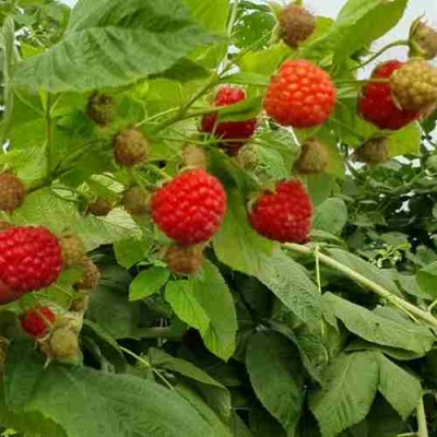 Малина КВЕЛЛИ в Мичуринске