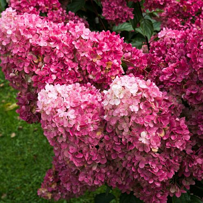 Фрайз в Мичуринске