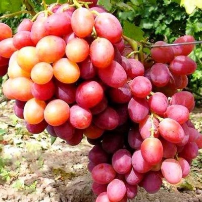 Виноград АНЮТА в Мичуринске