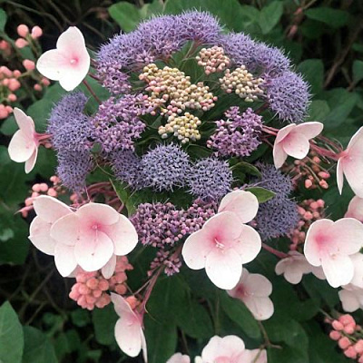 Шершавая в Мичуринске