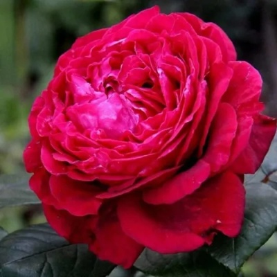 Роза 4 ВЕТРОВ флорибунда  в Мичуринске