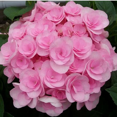 Махровая в Мичуринске