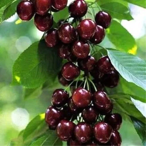 Черешня УДИВИТЕЛЬНАЯ в Мичуринске