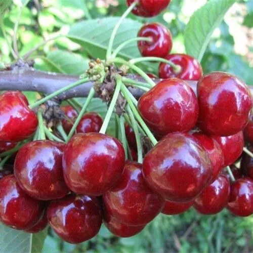 Вишня ДЕСЕРТНАЯ МОРОЗОВОЙ в Мичуринске