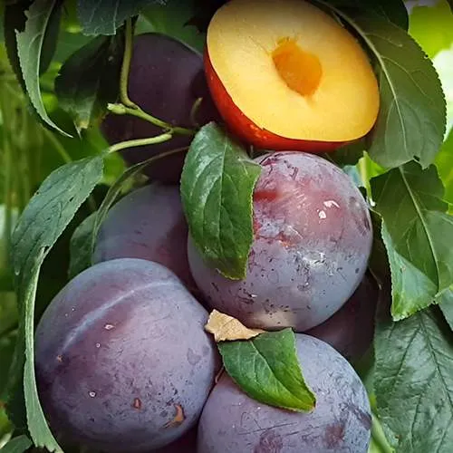 НЕКТАПРИУМ в Мичуринске