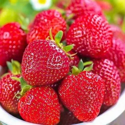 Клубника СИЛЬВИЯ в Мичуринске