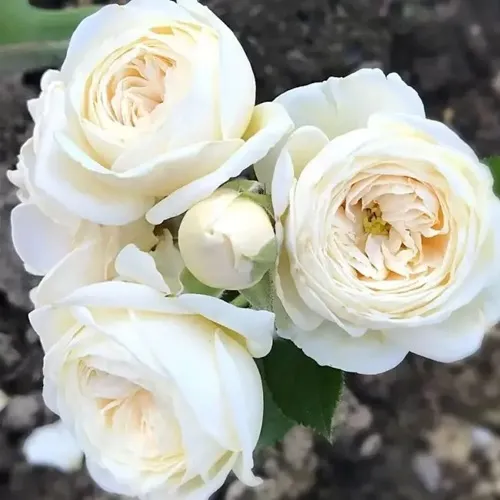Роза АРТЕМИС шраб в Мичуринске