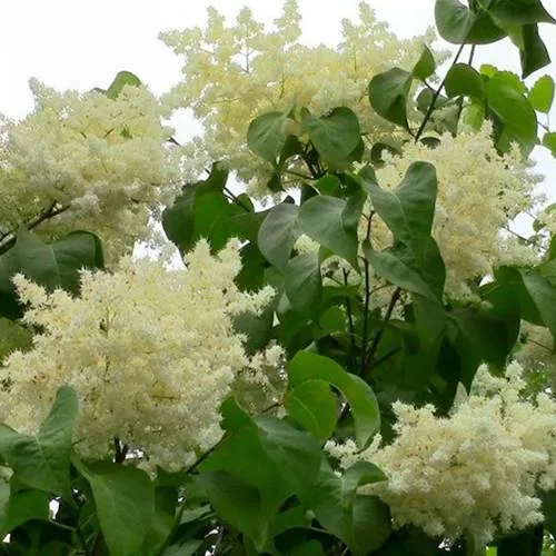 Сирень АМУРСКАЯ в Мичуринске
