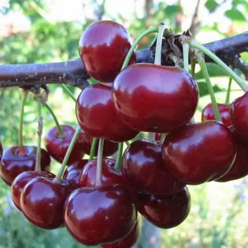 Дюк ИВАНОВНА в Мичуринске