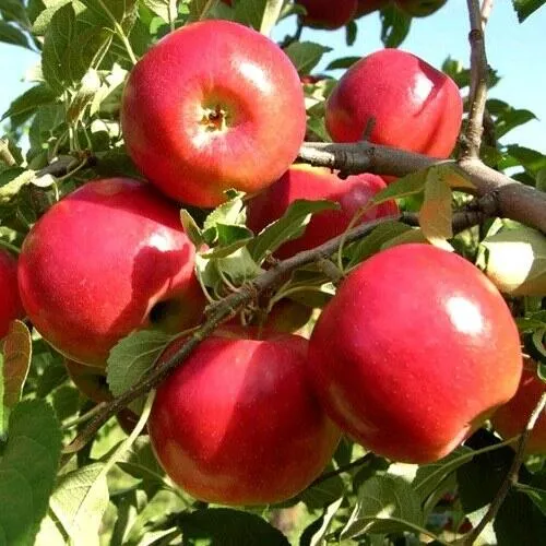 Яблоня МОДИ в Мичуринске